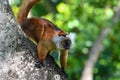 Black lemur Ã¢â¬â female , Portrait. Eulemur macaco, Madagascar nature. Royalty Free Stock Photo